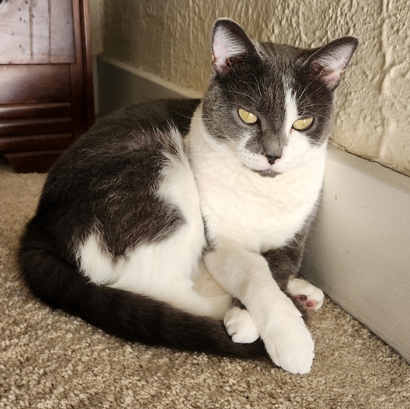 Meet your Posher, Amanda - Picture 2 of 2